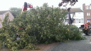 Bomen en takken versnipperen in Bergen op zoom het opruimen van een elzen boom